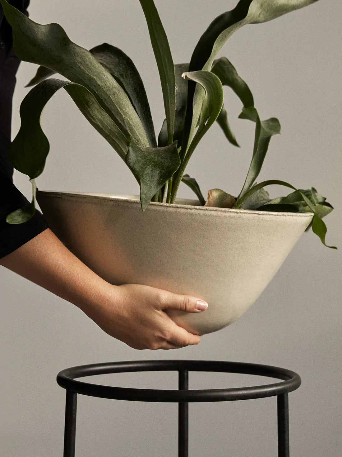 Daiza Planter | Ivory