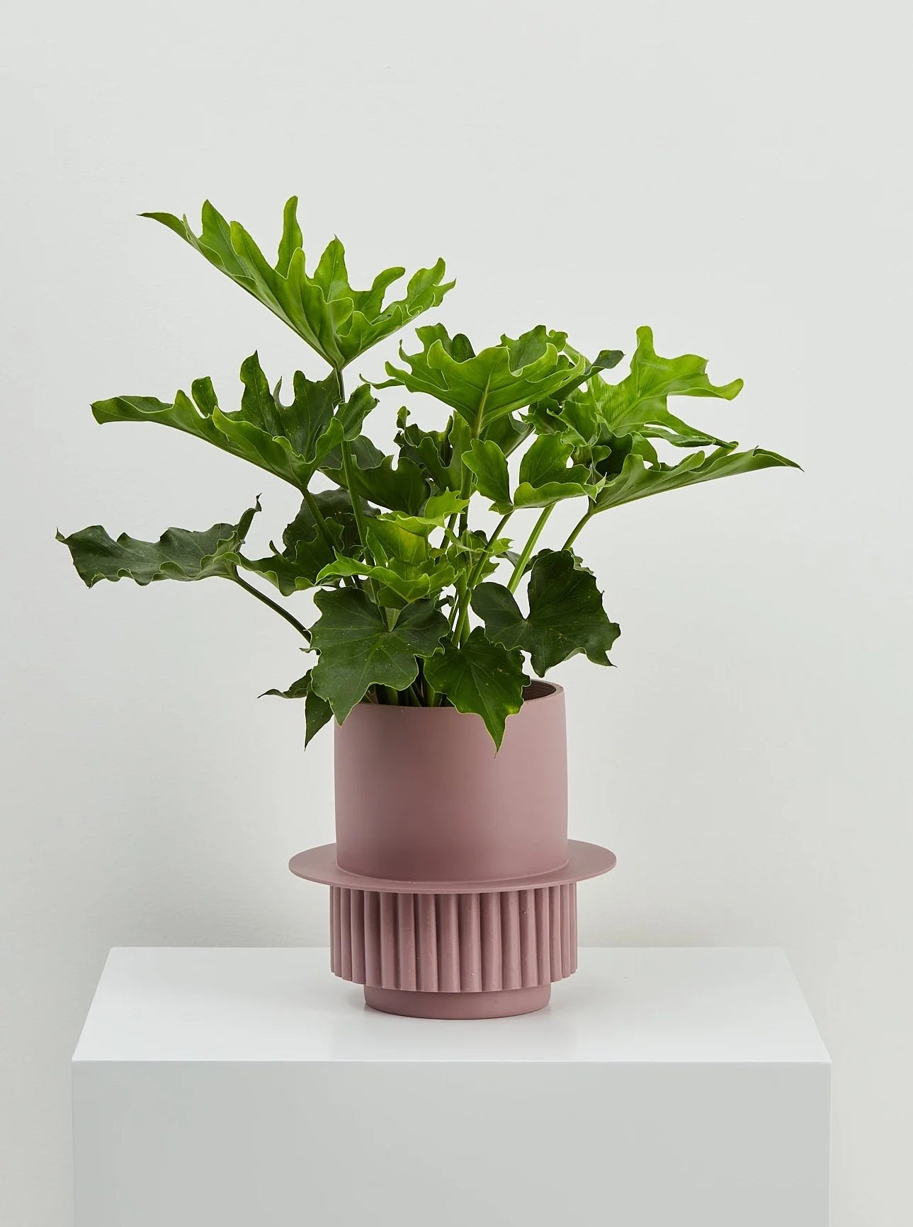 Roma Pot