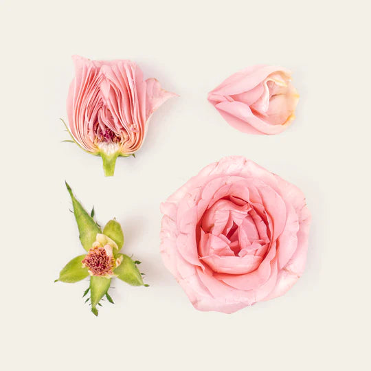Fugazzi Cash Flower Extrait