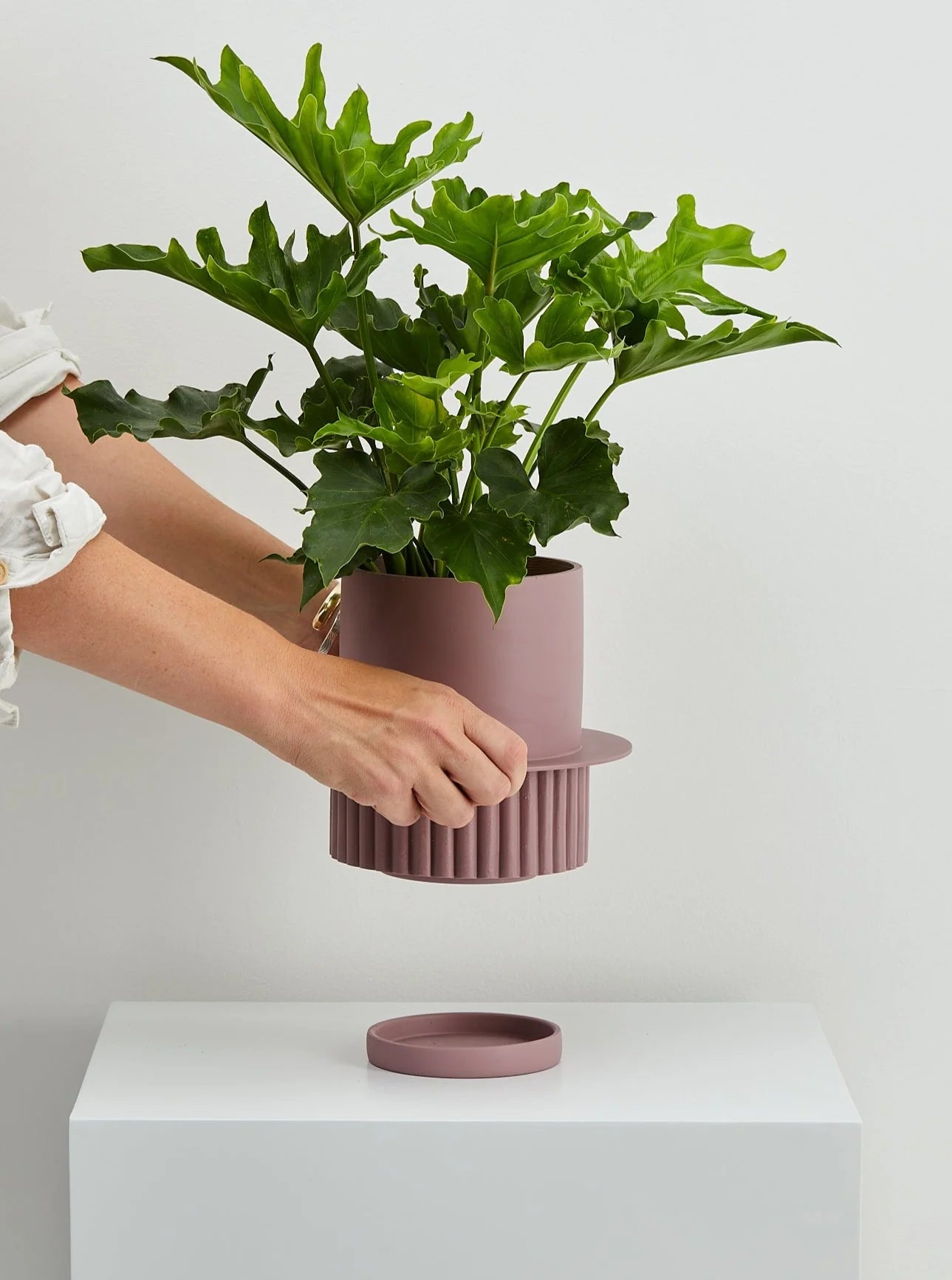 Roma Pot